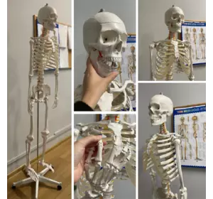 Велика модель скелета MALATEC 180 см деталізована модель скелета анатомічний скелет людини Польша